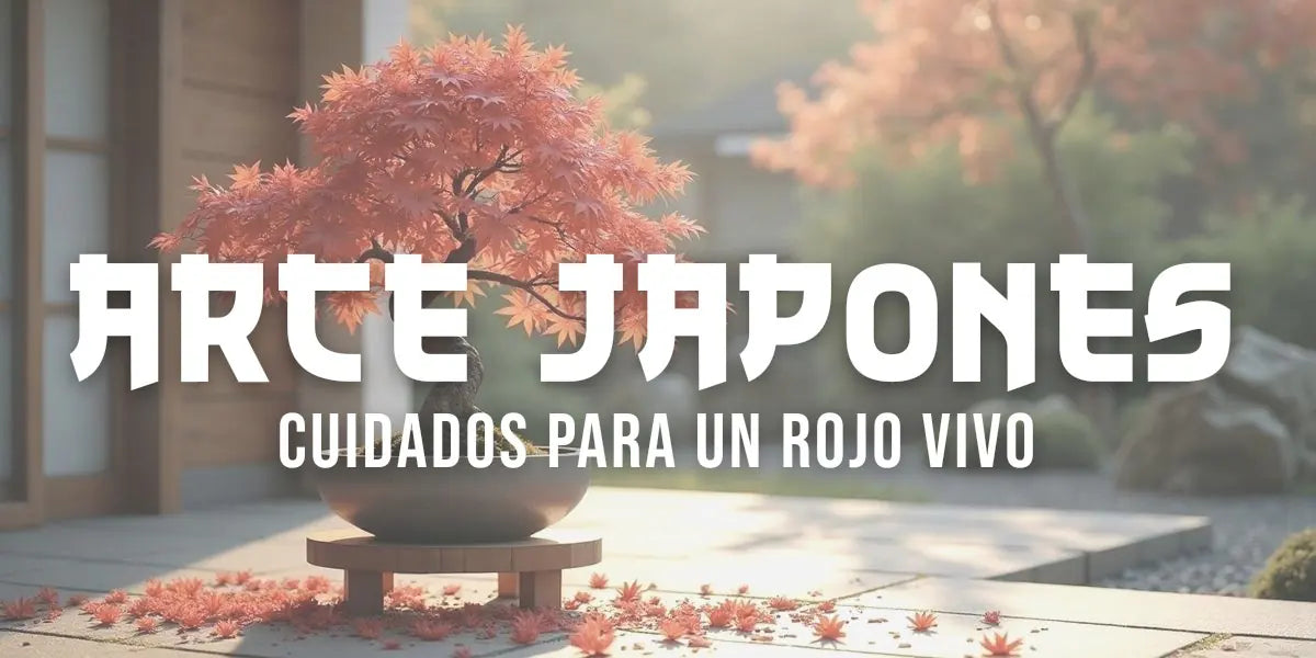 Bonsái de arce japonés con hojas rojas de otoño en una maceta baja, sobre una mesa de madera en una terraza con luz de la mañana